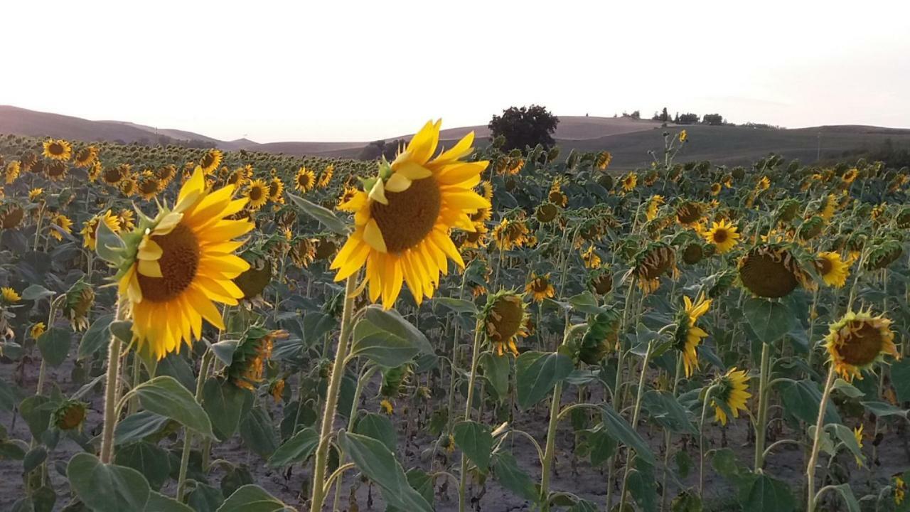 Casa Dei Borghi Villa Murlo Dış mekan fotoğraf